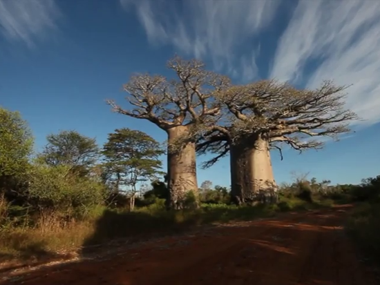 Madagascar up close and personal